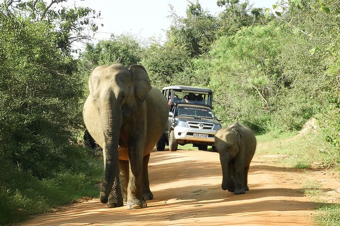 Best Yala Shared Leopard Safari: Tissamaharama Wildlife Tours - The heart of the itinerary: the Yala National Park spotting session