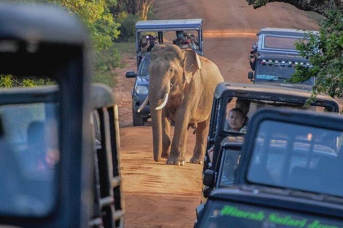 Best Yala Shared Leopard Safari: Tissamaharama Wildlife Tours - How the driver-guide improves your chances (without turning it into theater)