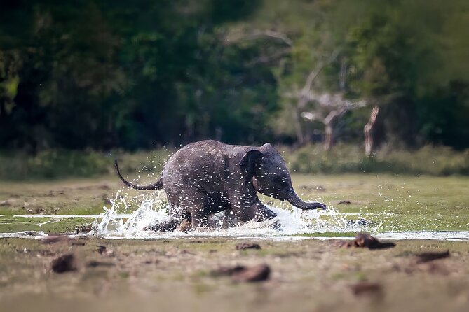 Best Yala Shared Leopard Safari: Tissamaharama Wildlife Tours - Price and value: $26 plus the one cost you must plan for