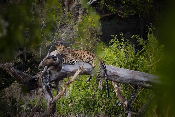Best Yala Shared Leopard Safari: Tissamaharama Wildlife Tours - What this safari is best for