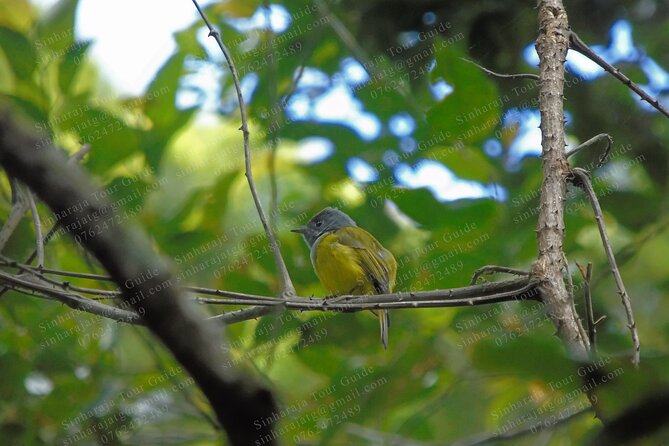 Bird Watching Tours in Sinharaja Rain Forest - Key highlights worth knowing