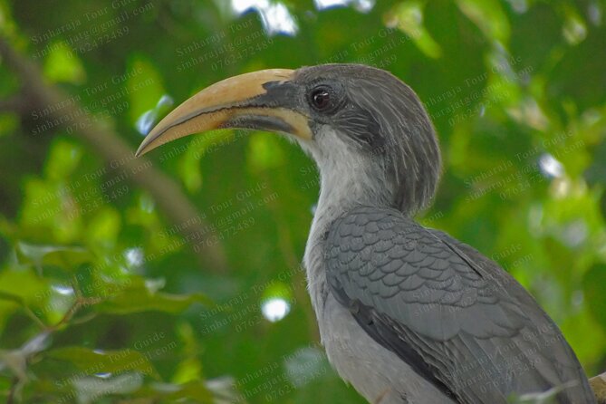Bird Watching Tours in Sinharaja Rain Forest - Early starts in Sinharaja, the trade that pays off