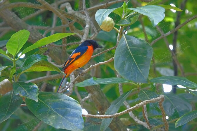 Bird Watching Tours in Sinharaja Rain Forest - What you can expect to see, endemic, migrant, and native birds