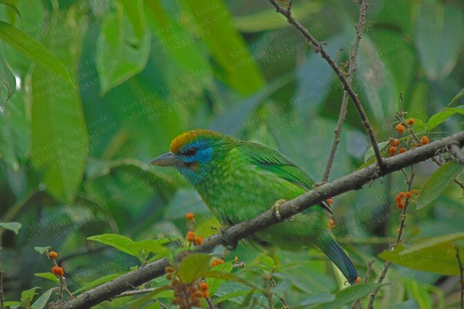 Bird Watching Tours in Sinharaja Rain Forest - Timing that stretches for photos, and why that flexibility helps