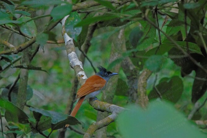 Bird Watching Tours in Sinharaja Rain Forest - Price and value: what you really get for $140