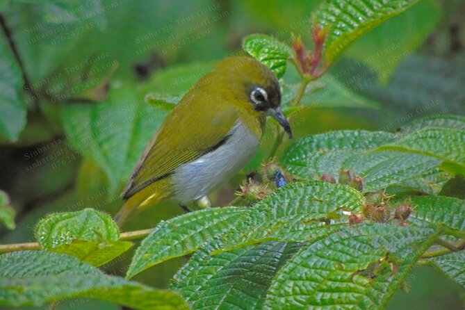 Bird Watching Tours in Sinharaja Rain Forest - Comfort basics for a rainforest birding day