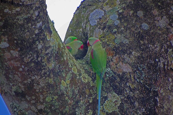 Bird Watching Tours in Sinharaja Rain Forest - Who this Sinharaja birdwatching tour fits best