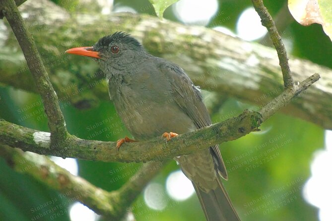 Bird Watching Tours in Sinharaja Rain Forest - Entering Sinharaja Forest Reserve, where the guide’s forest knowledge drives the sightings