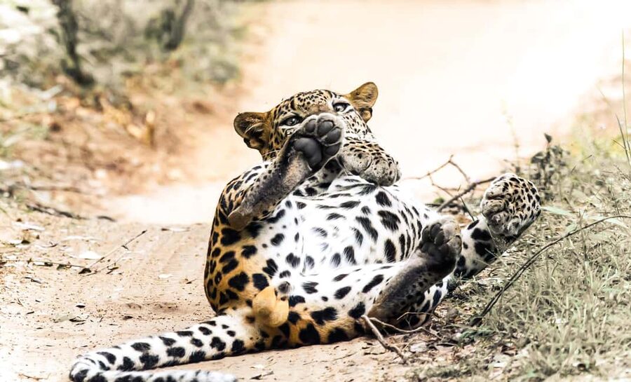Budget Yala Safari with Accomadation & Meals Included - Who This Safari Package Fits Best