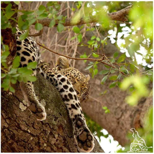 Budget Yala Safari with Accomadation & Meals Included - Morning, Afternoon, or Full-Day Jeep Safari Timing