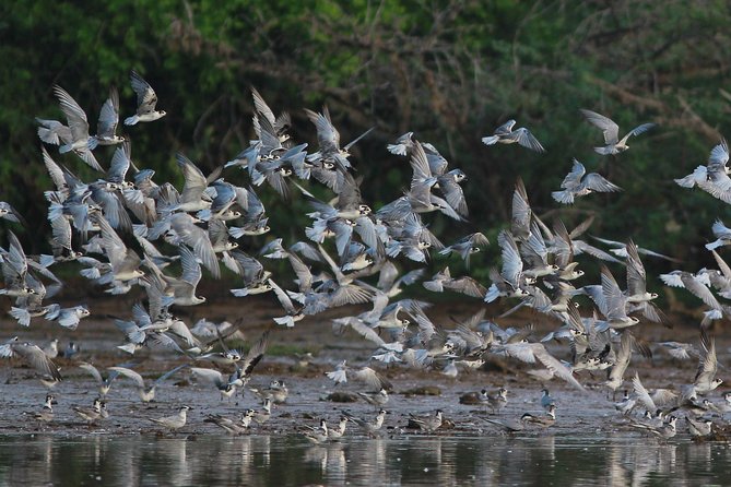 Bundala Birding Paradise - All Inclusive Tour - Key things to know before you go
