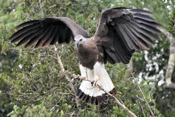 Bundala Birding Paradise - All Inclusive Tour - Why Bundala birding is worth a 4-hour block