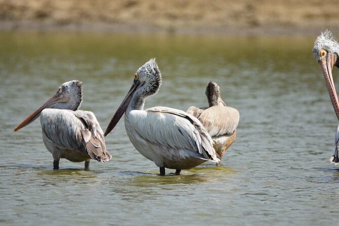 Bundala Birding Paradise - All Inclusive Tour - Yala Wild Safaris stretch: second chances for flamingos and water birds
