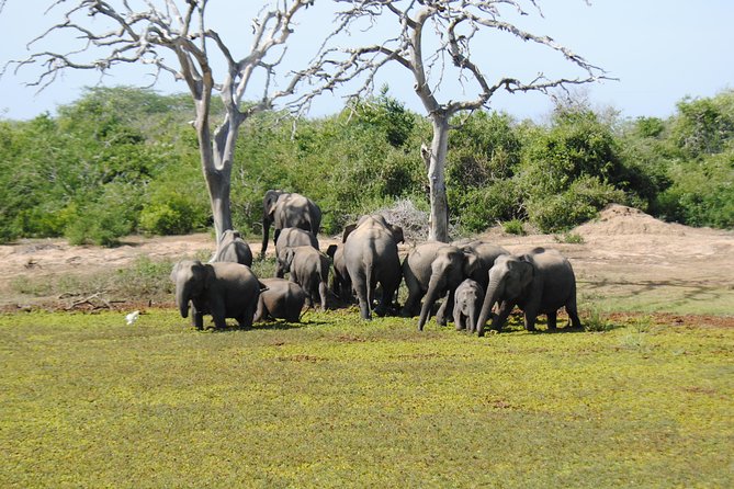 Bundala Birding Paradise - All Inclusive Tour - Price and value: what $125 buys you in the real world