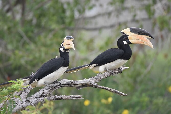 Bundala Birding Paradise - All Inclusive Tour - Dawn safari vs afternoon tour: how to choose based on your priorities