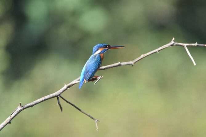 Bundala Birding Paradise - All Inclusive Tour - The guide factor: bird ID depends on the naturalist you get