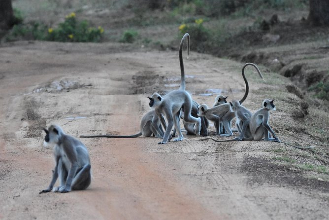 Bundala Birding Paradise - All Inclusive Tour - Your ride: the 6-seater Jeep setup that actually helps you see birds