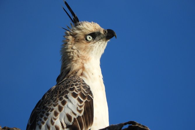 Bundala National Park Birds Watching Safari Tour - Key things that make this safari worth your time