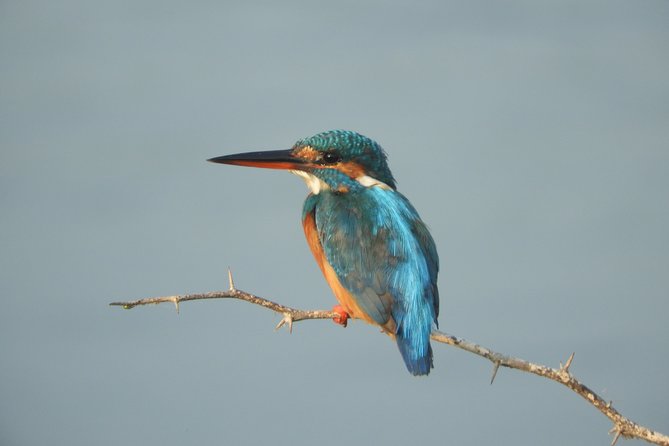 Bundala National Park Birds Watching Safari Tour - Bundala National Park’s birding magic, and why it feels quieter