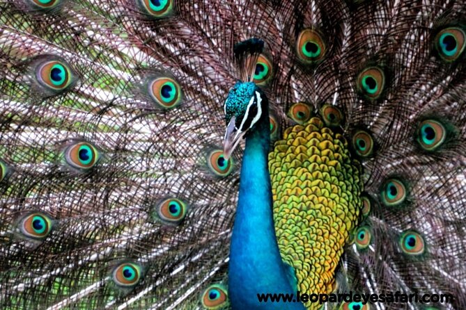 Bundala National Park Birds Watching Safari Tour - The guide and tracker effect, from spotting to identification