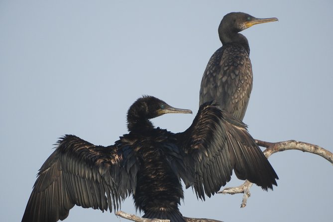 Bundala National Park Birds Watching Safari Tour - Price and value: how $34 fits, and what might be extra