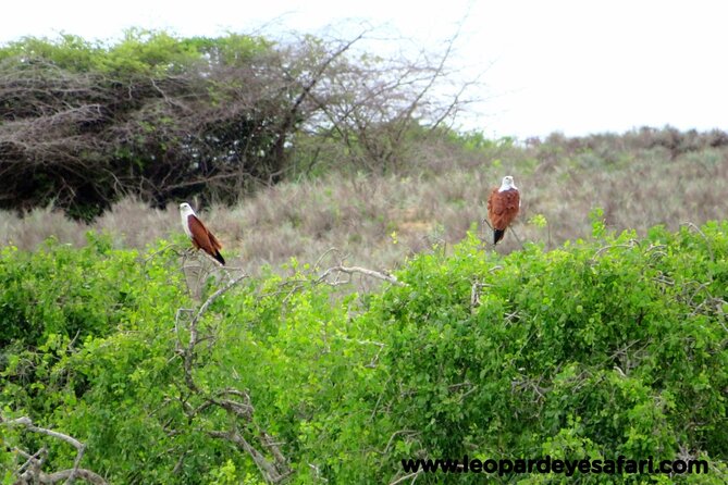 Bundala National Park Birds Watching Safari Tour - When to go, what weather means, and how to prepare