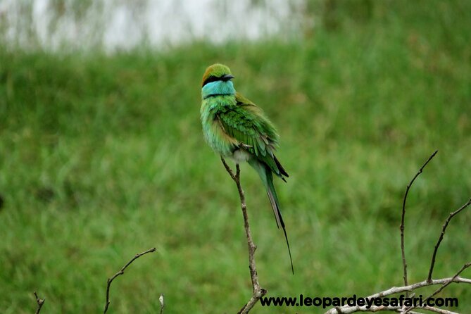 Bundala National Park Birds Watching Safari Tour - Who should book this Bundala bird watching safari