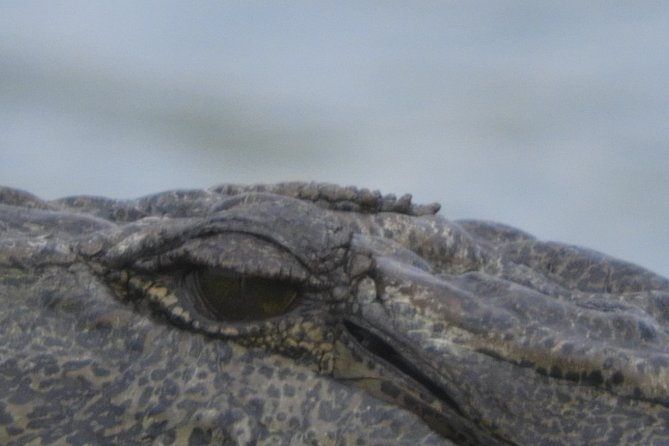 Bundala National Park Birds Watching Safari Tour - Should you book this Bundala safari?