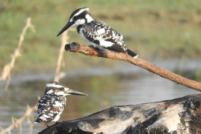 Bundala National Park Birds Watching Safari Tour - Kamal Safari Bundala Park: what you’re really doing in the drive