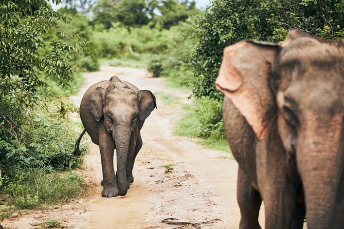 Bundala National Park by Ajith Safari - Key highlights at a glance