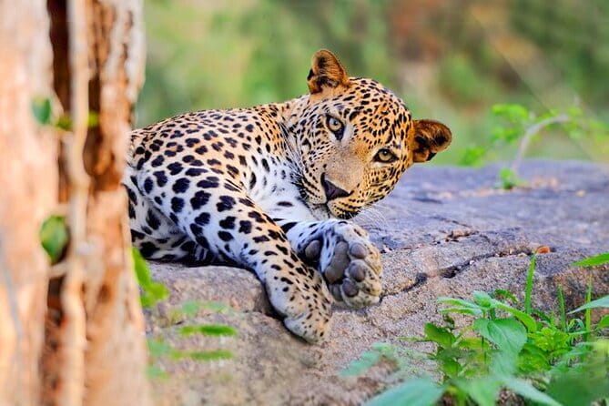Bundala National Park by Ajith Safari - Inside the park: what the first drive and brief reset really do