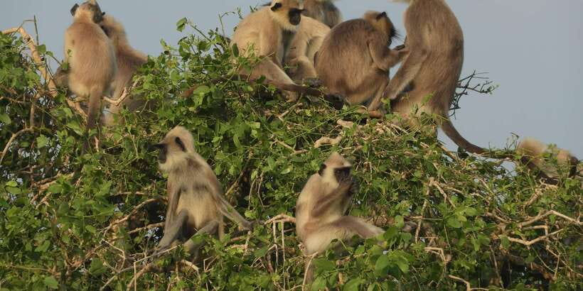 Bundala National Park Safari (PRIVATE TOURS) - Key things I’d bank on in this Bundala private safari