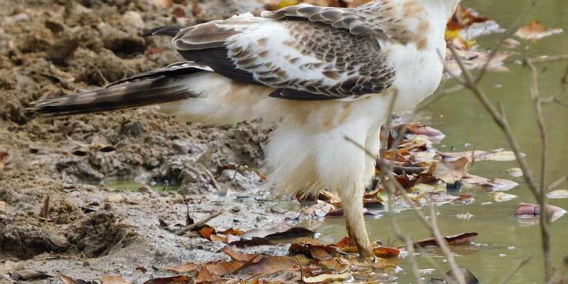 Bundala National Park Safari (PRIVATE TOURS) - Why Bundala works so well for bird lovers and wildlife fans