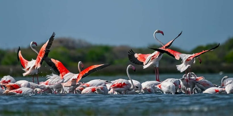 Bundala National Park Safari (PRIVATE TOURS) - What the safari feels like on the ground, with a good guide driving it