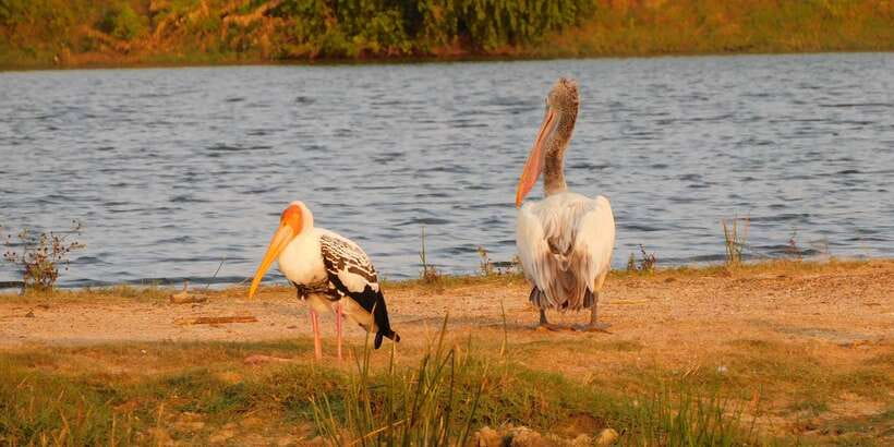 Bundala National Park Safari (PRIVATE TOURS) - Inside Bundala National Park: birds first, then mammals, reptiles, and coast-season surprises