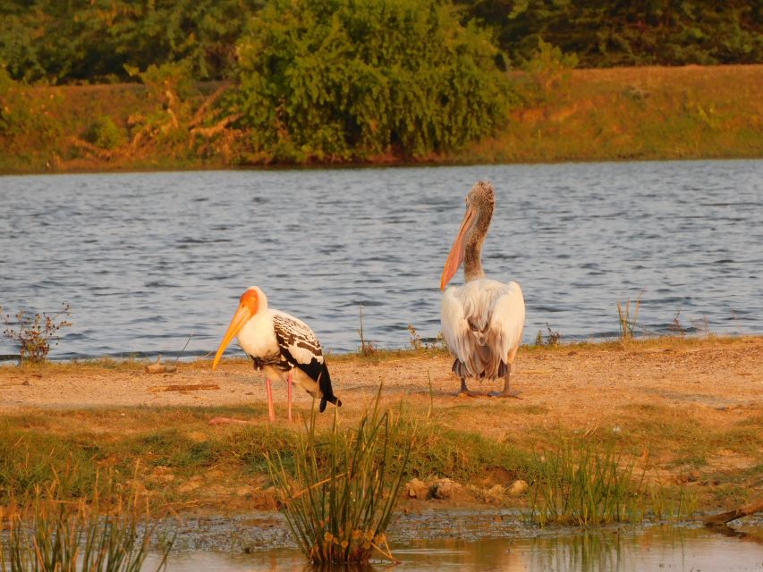 Bundala National Park Safari (PRIVATE TOURS) - The guide matters: English bird naming, binocular help, and photo stops