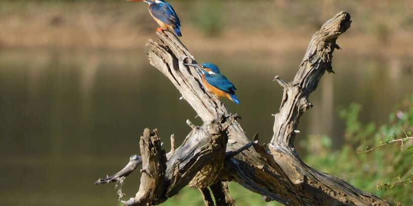 Bundala National Park Safari (PRIVATE TOURS) - Price and value: what $36 includes, and the entrance-ticket catch