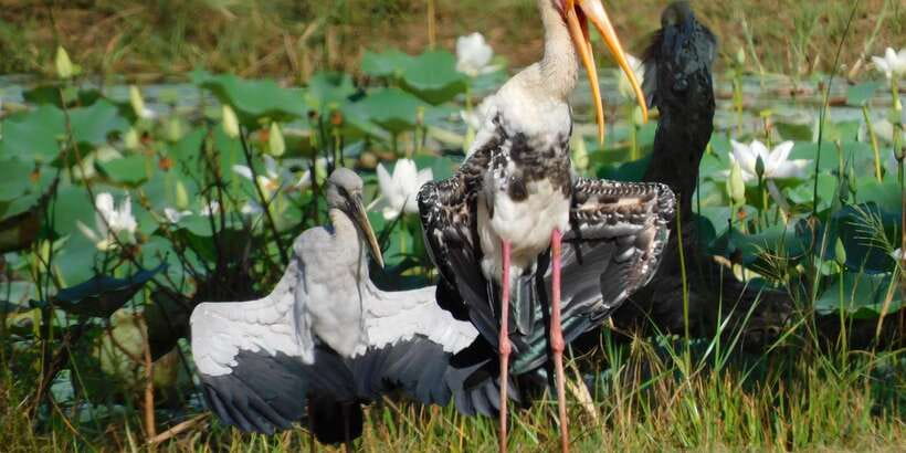 Bundala National Park Safari (PRIVATE TOURS) - Season and expectations: plan for elephants and flamingos, accept variability