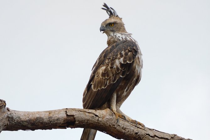 Bundala National Park Safari (PRIVATE TOURS)- Morning & Afternoon - Bundala Birding, Private Jeep Style (What You’re Paying For)