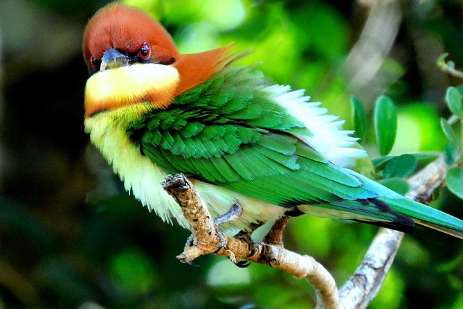 Bundala National Park Safari (PRIVATE TOURS)- Morning & Afternoon - What You Can Expect to See: Birds Plus Wildlife in a Wetland World