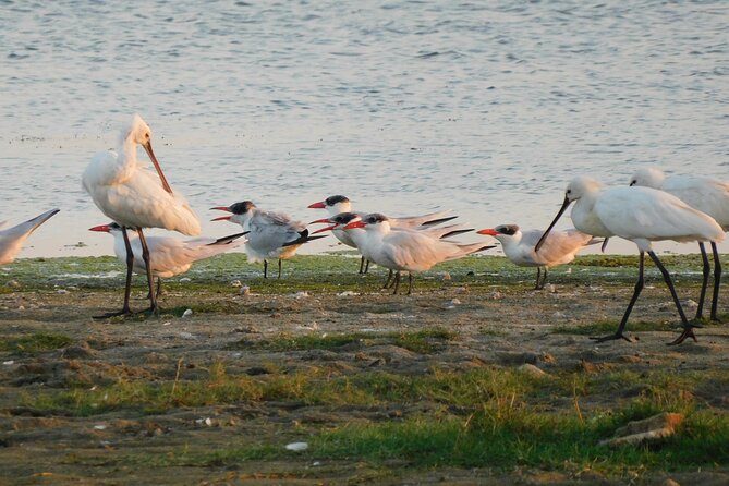 Bundala National Park Safari (PRIVATE TOURS)- Morning & Afternoon - Who Should Book This Private Bundala Safari