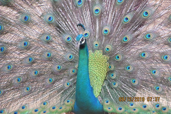 Bundala National Park Safari (PRIVATE TOURS)- Morning & Afternoon - Your 5-Hour Safari Flow: What Happens Once You’re in Bundala