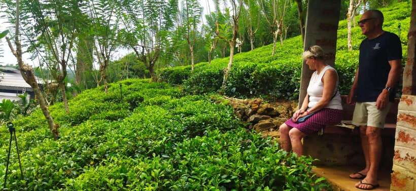 Ceylon Tea Experience from Colombo Port Passenger Terminal - Rayigam Tea Factory: The Best Place to Understand Ceylon Tea