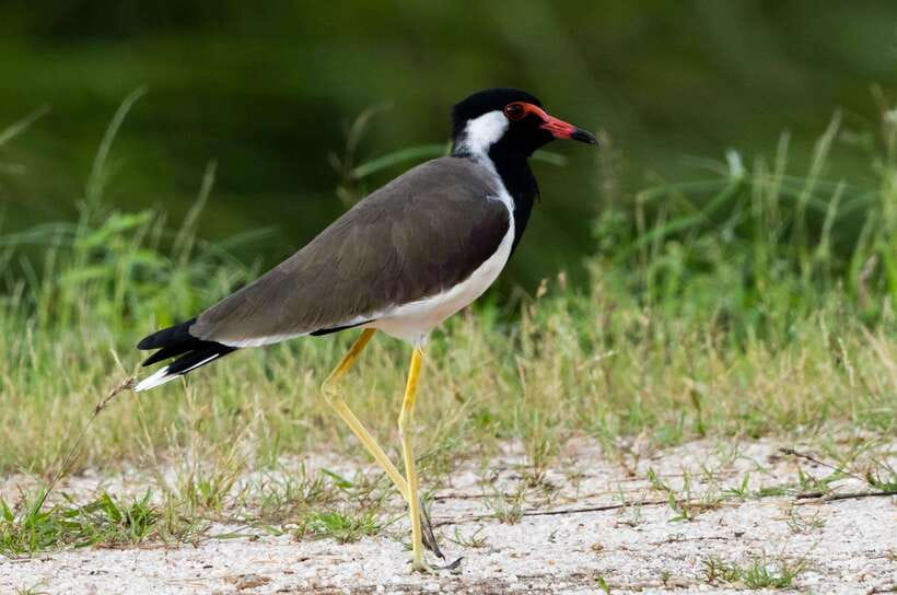 Colombo: Bird watching around Colombo-Guided Tour - 06 hours - Why Colombo wetlands are a birding shortcut