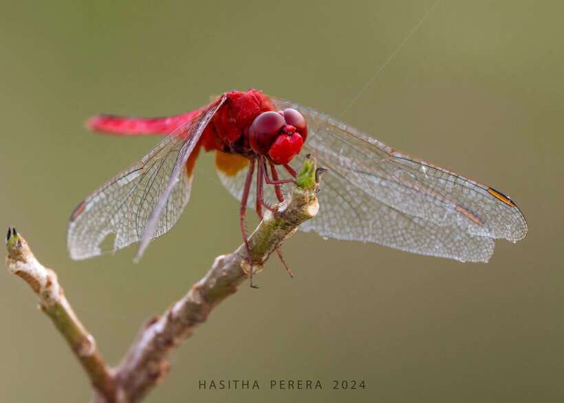 Colombo: Bird watching around Colombo-Guided Tour - 06 hours - Hasitha’s birding style, and why it makes the day work