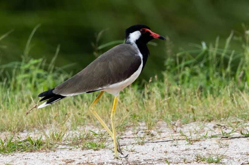 Colombo: Bird watching around Colombo-Guided Tour - 06 hours - Who this tour suits best, and who should consider alternatives