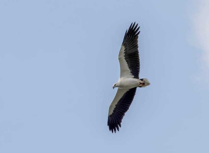 Colombo: Bird watching around Colombo-Guided Tour - 06 hours - Practical tips to get the most from your Colombo birding day