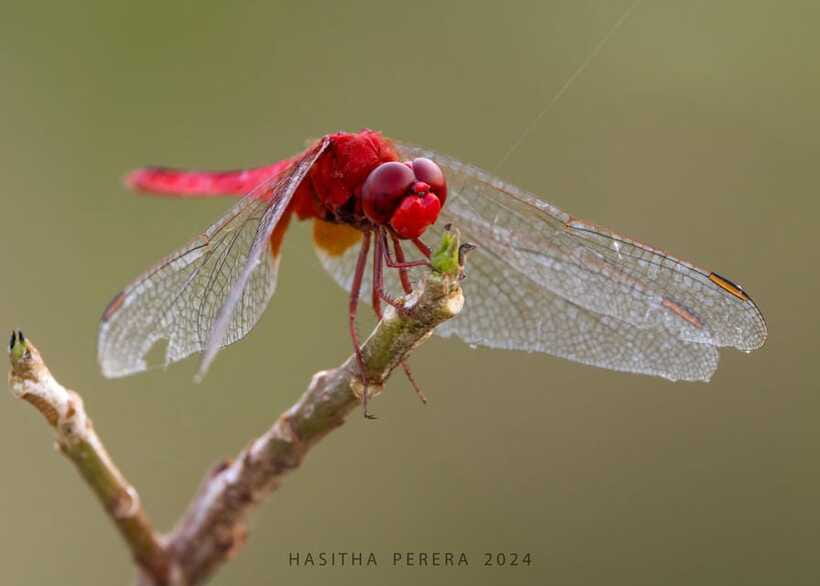 Colombo: Bird watching around Colombo-Guided Tour - 06 hours - FAQ