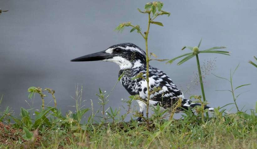 Colombo: Bird watching around Colombo-Guided Tour - 06 hours - Lakes, paddy fields, and small forest patches up close