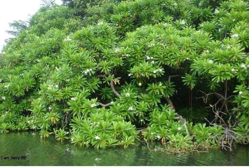 Colombo/Negombo: Muthurajawela & Dutch Canal Boat Adventure - FAQ